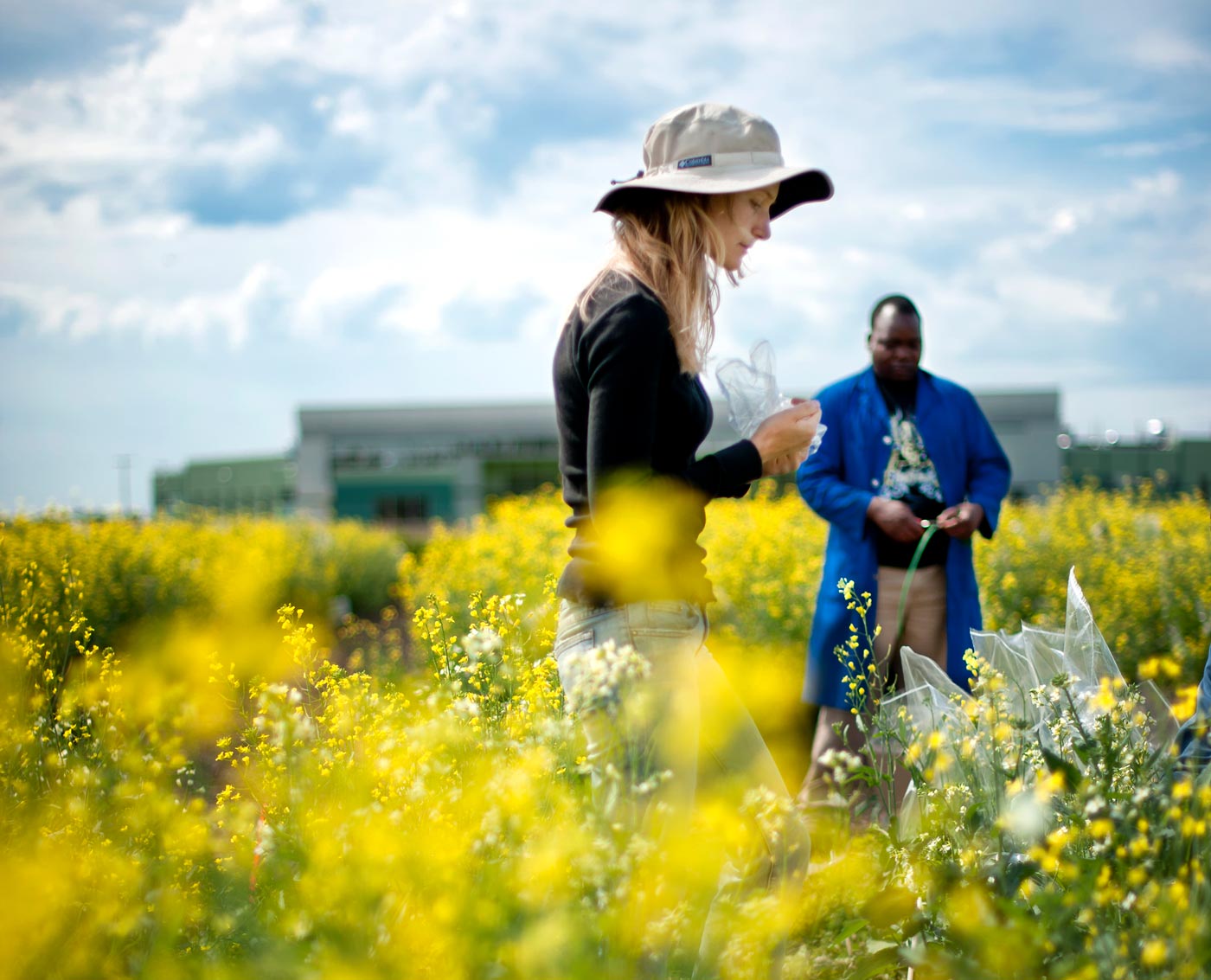 Researchers in a canola field