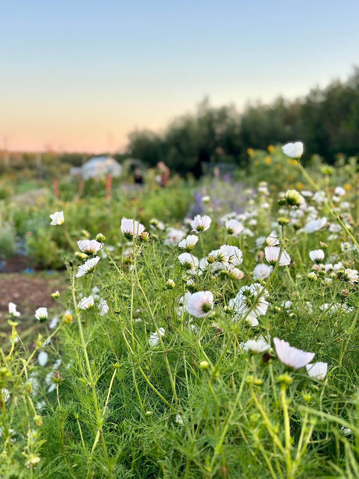 White wildflowers