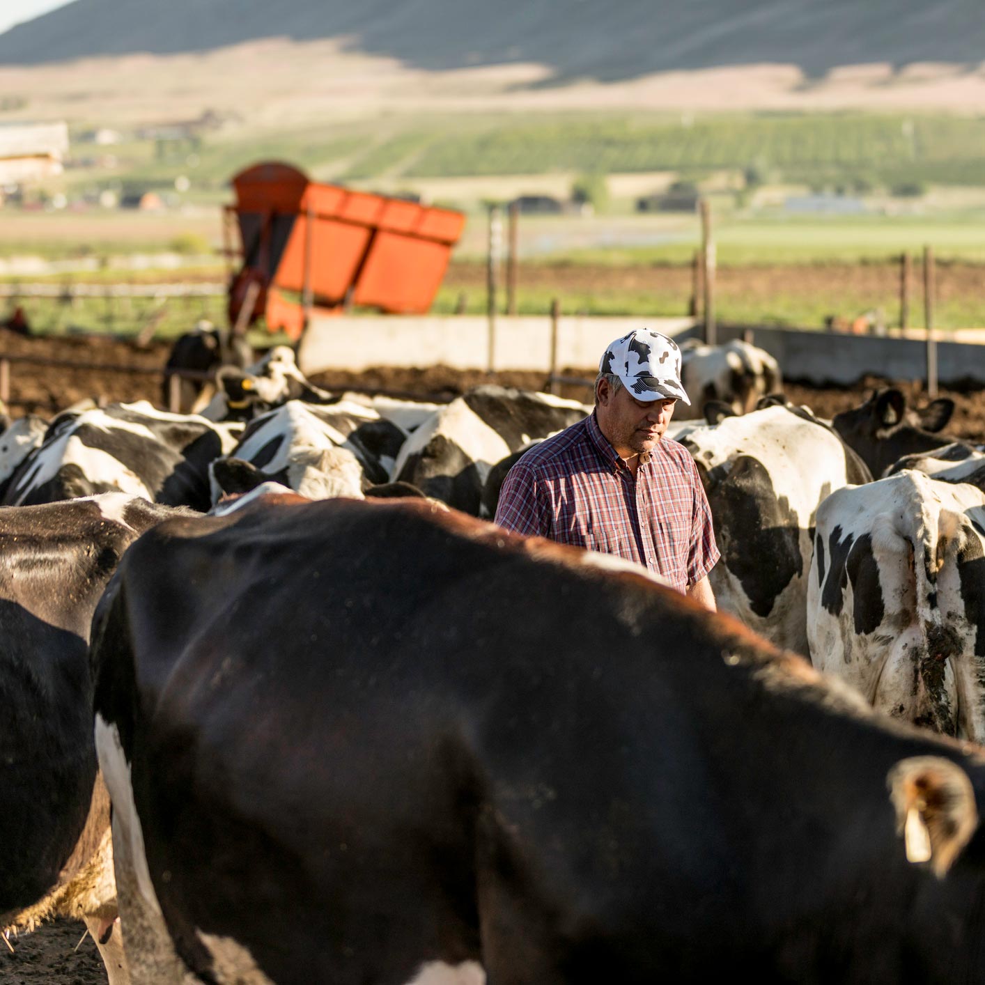 Farmer looking at a lot of cows