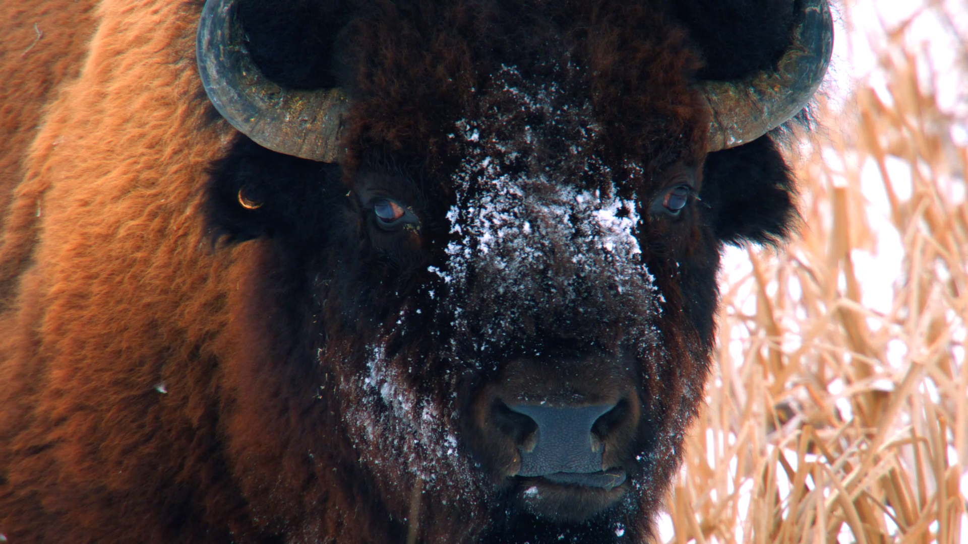 Close-up image of a buffalo