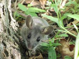 deer-mouse-april-2022.jfif