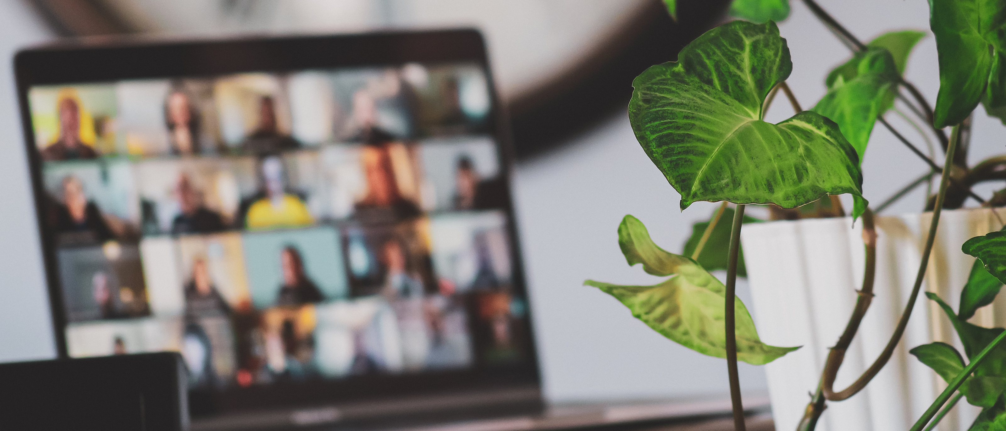 plant and laptop