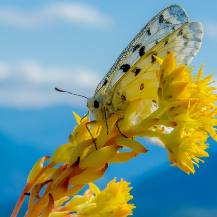 state-mountains-butterflyteaser.jpg