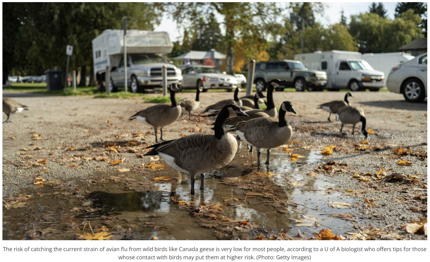 2022-05-17-folio-magor-avian-flu.jpg