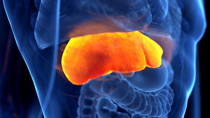 An orange coloured lateral image of a liver within a blue human body