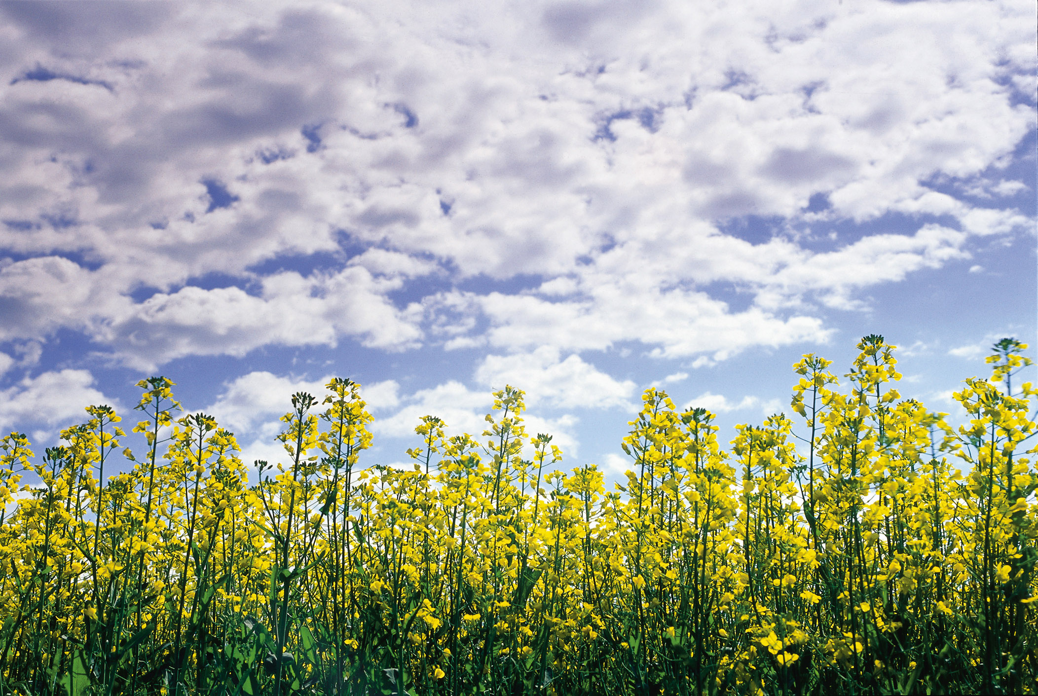 Canola field