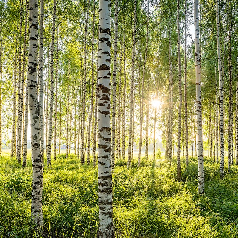 Birch forest