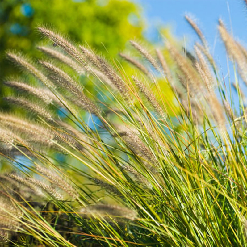 Fountain grass in Autumn.