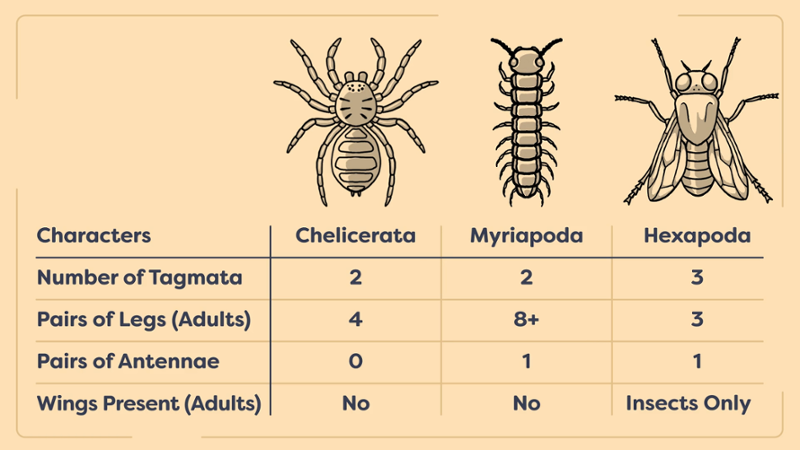 Screenshot of a class slide from Bugs 101