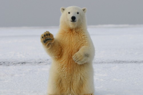 Polar bear