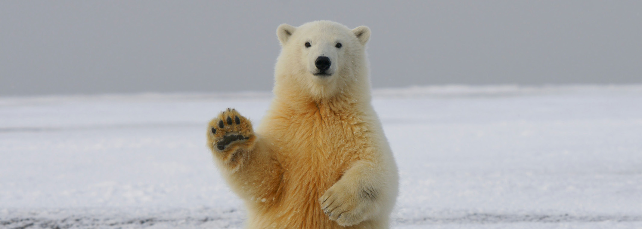 Polar bear waving hello