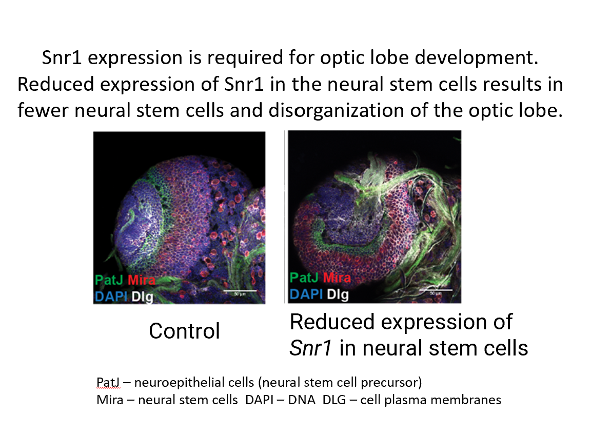 Snr1 Mutant in Optic Lobe