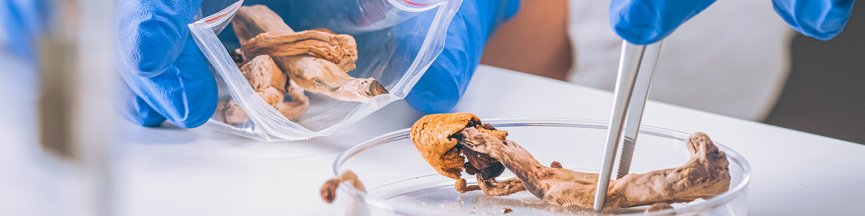 Blue-gloved researcher handles psilocybin in laboratory setting. They look like mushrooms in a petri dish