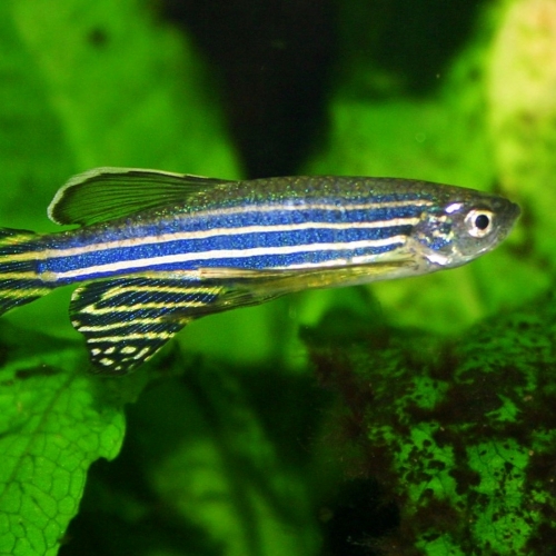 fomd_teaser_aug_20_zebrafish.jpg