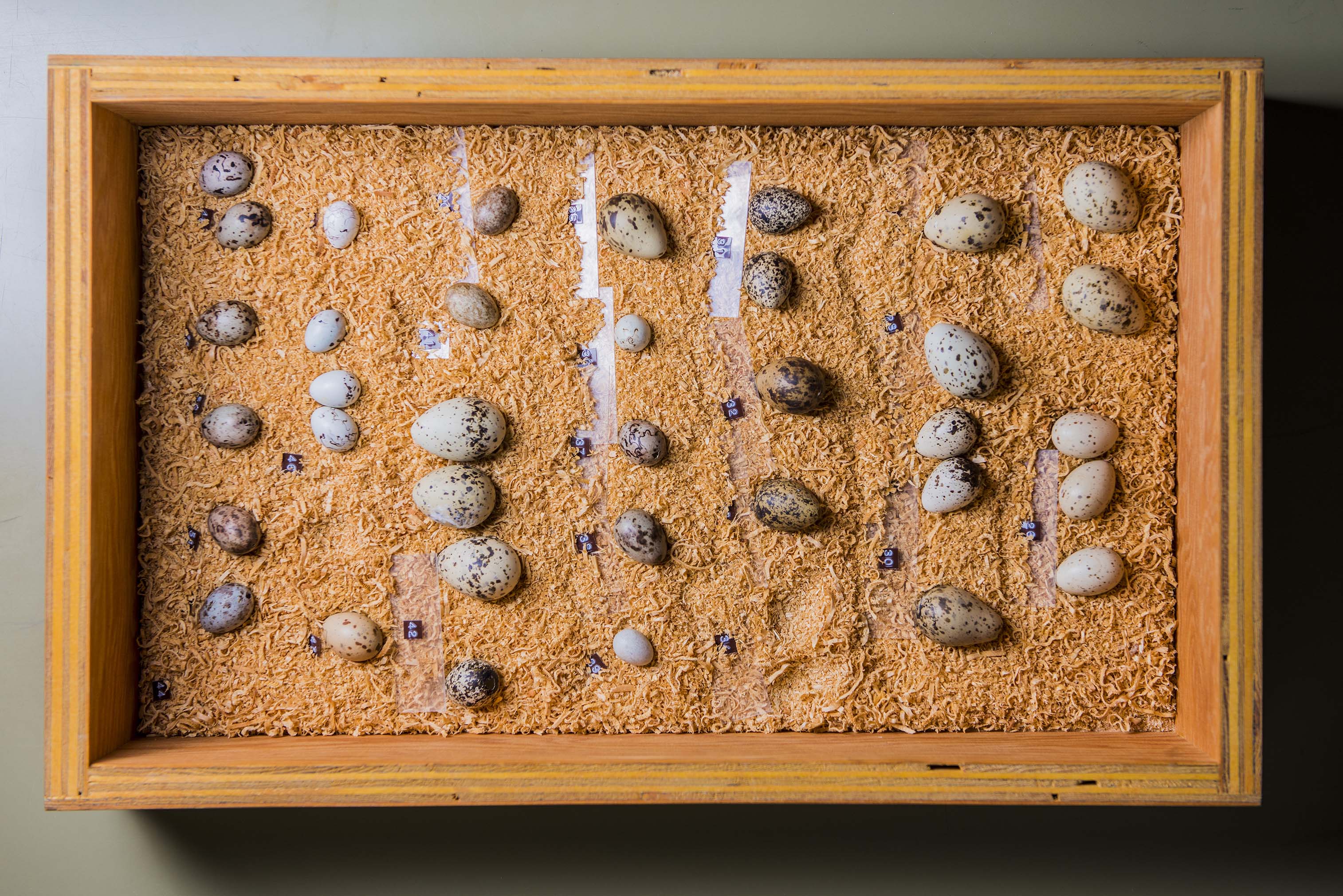 An assortment of small, neutral toned speckled egg specimens played in a wooden box