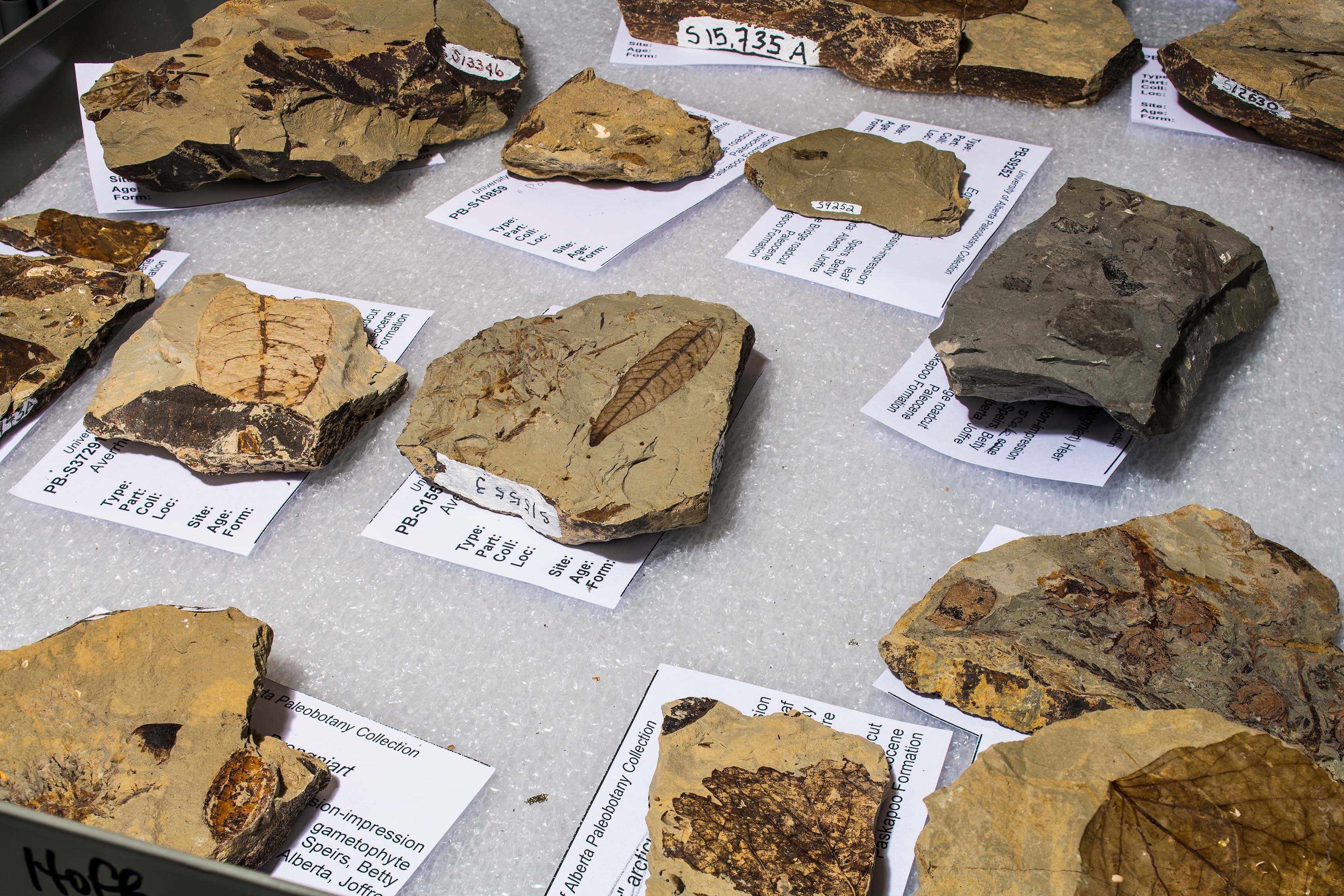 Several plant fossils placed on a white foam covered shelf, with individual white identification records placed underneath each one.