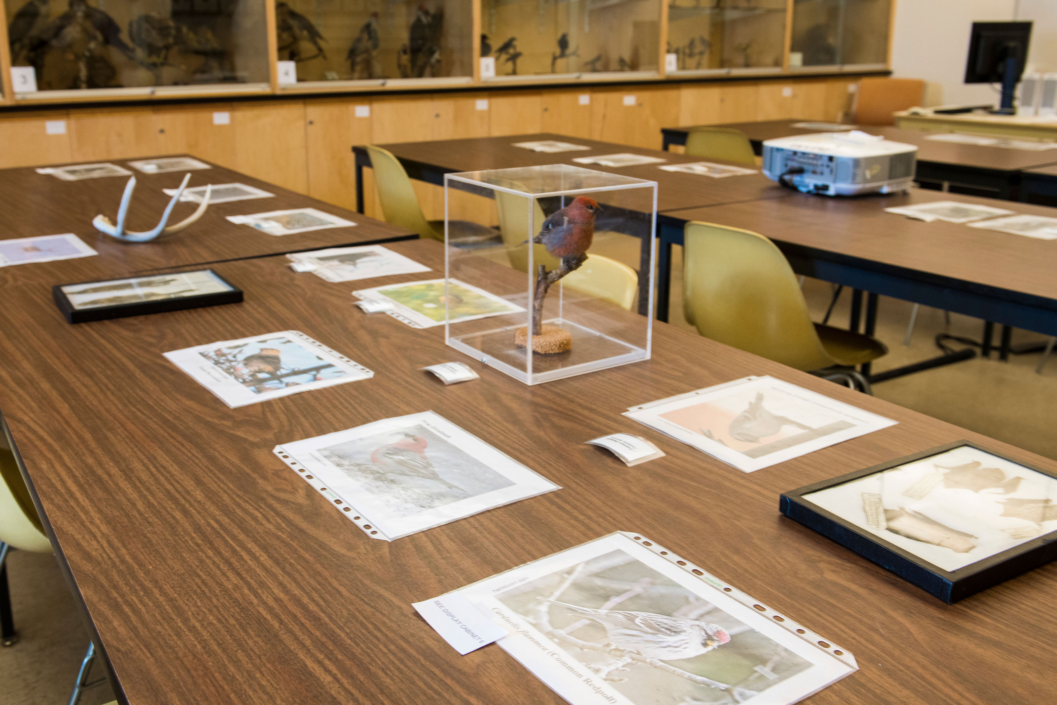 A red bird specimen, stored within a clear plastic box, in the middle of a table.