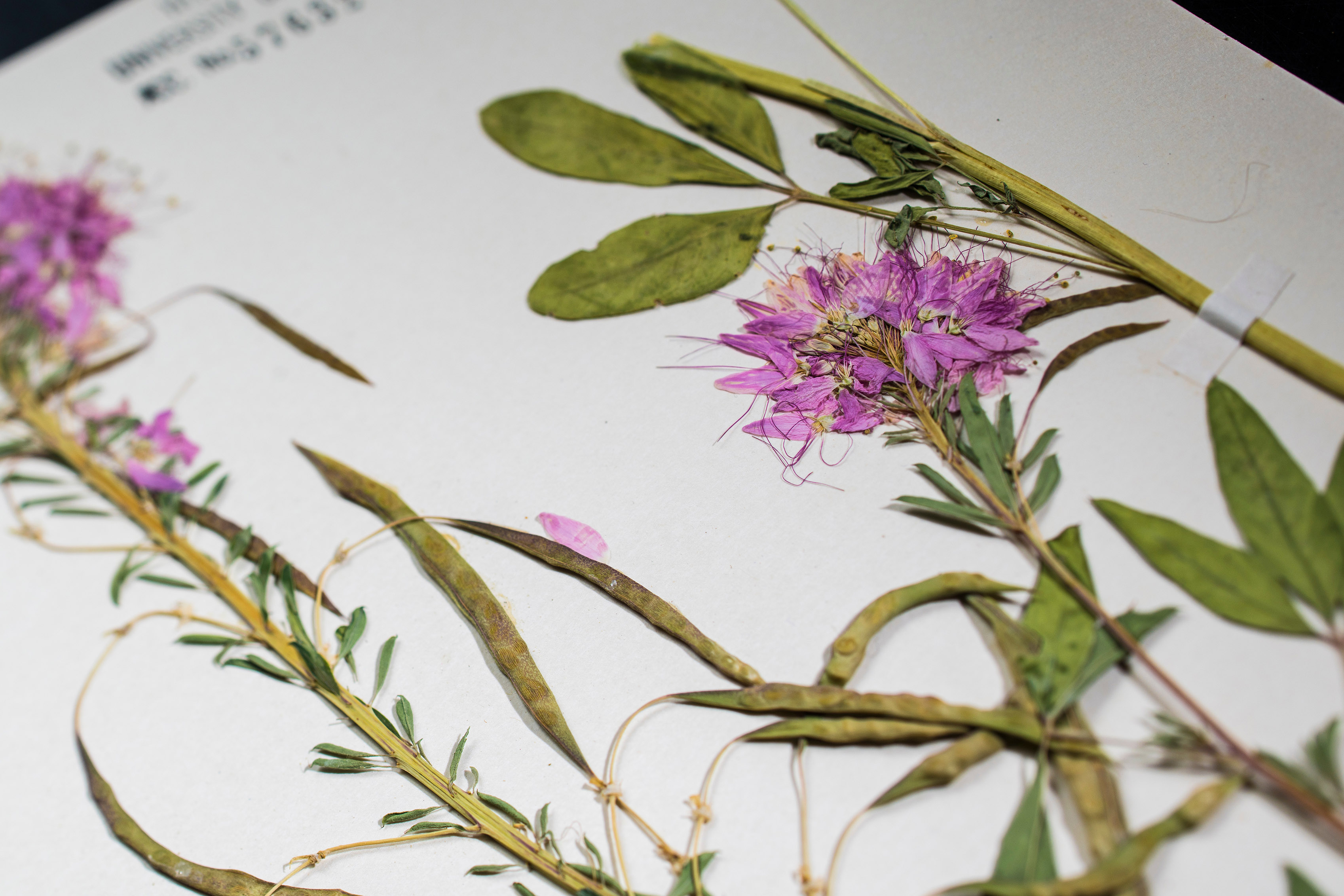 pink flowers flattened and pressed onto a white piece of paper.