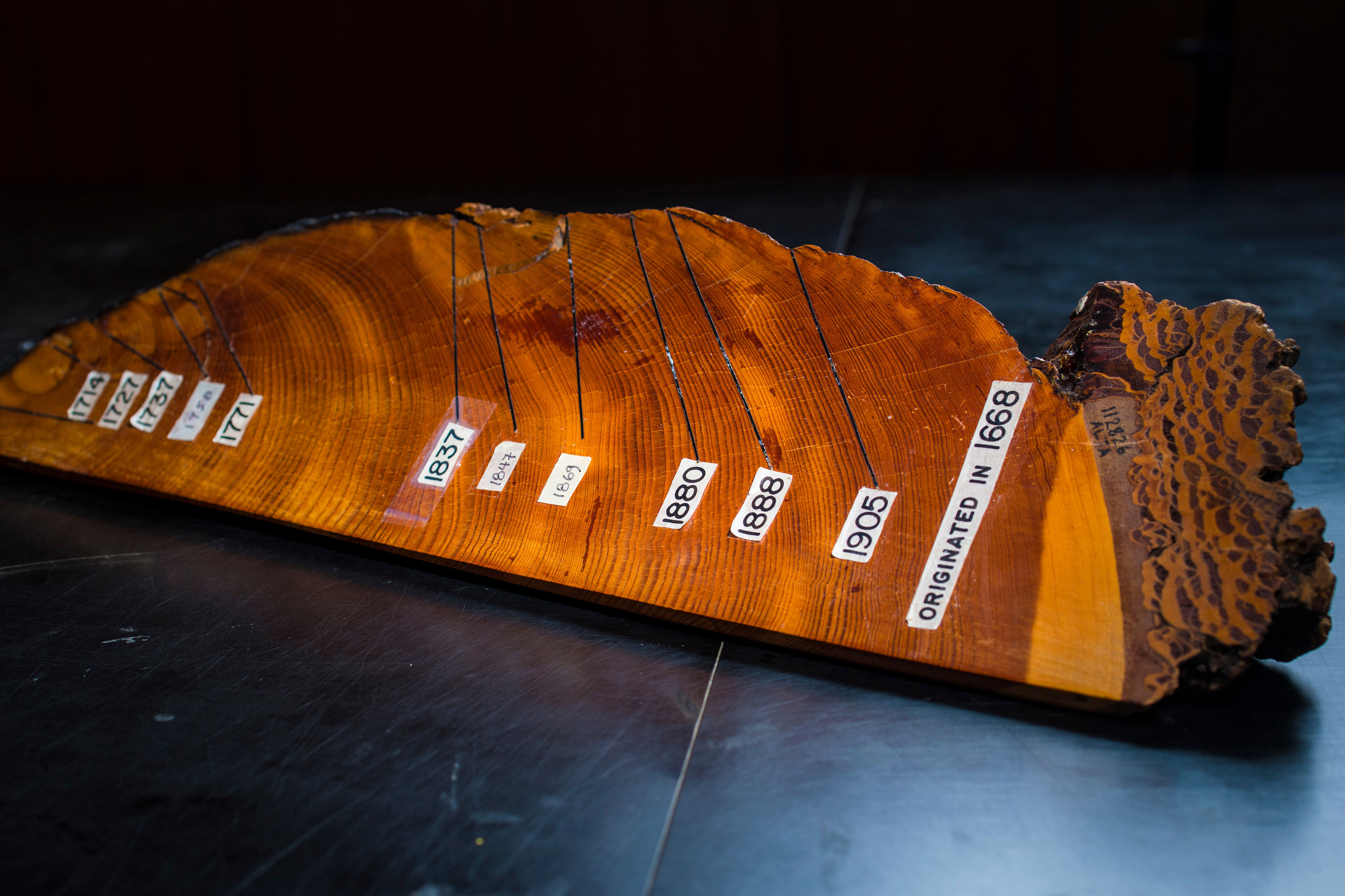 .Cross section of a tree ring with labeled rings according to year, beginning in 1668.