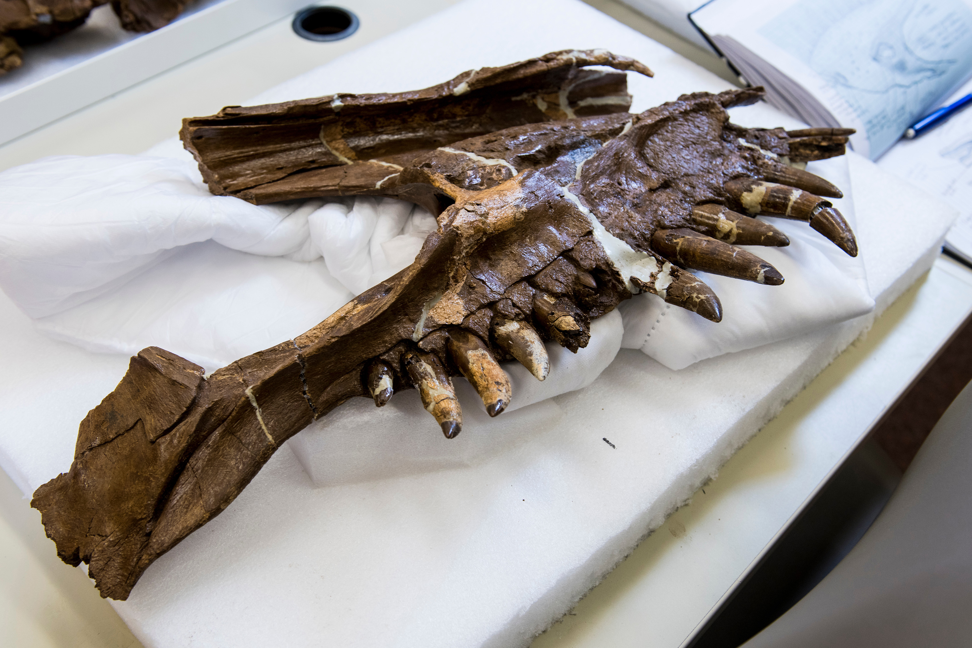 Two large dark brown fossil fragments of a vertebrate jaw bone with large teeth, supported by white fabric and foam on a table.