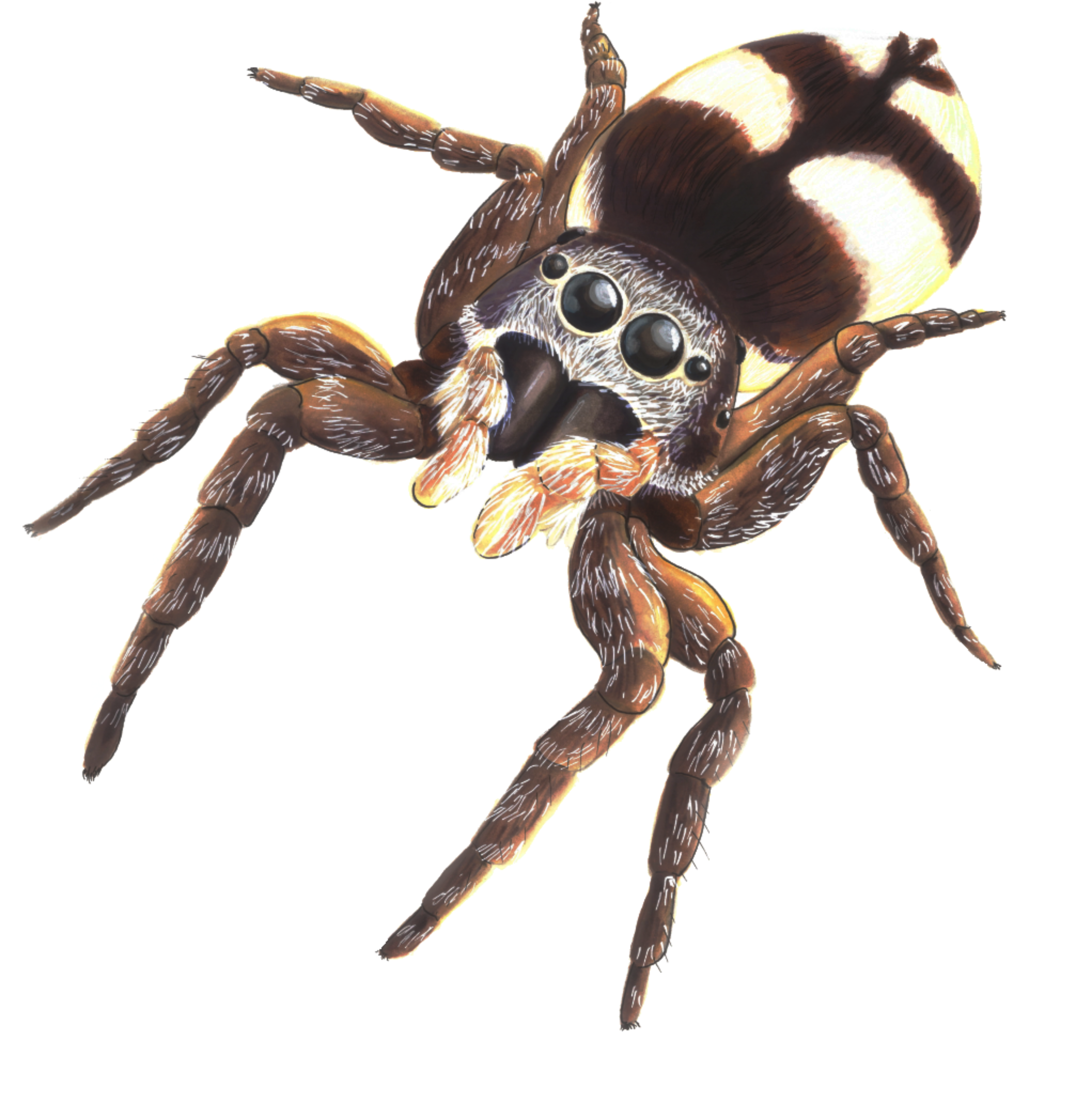 jumper_png.png