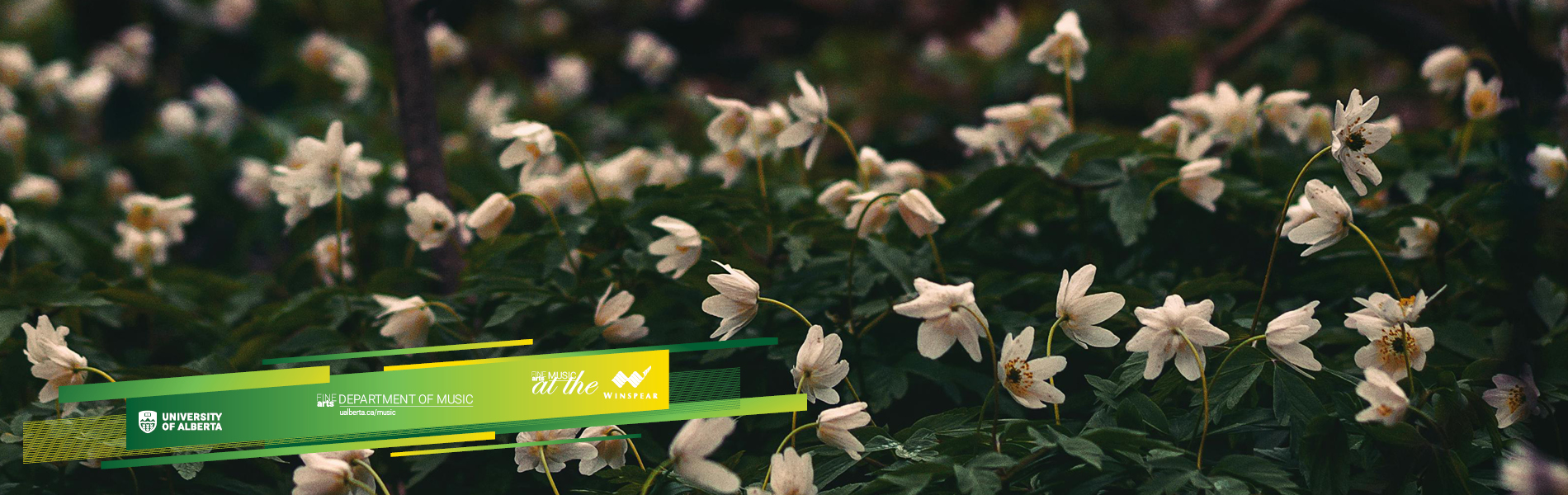 A photo of a flied of white snowdrop flowers