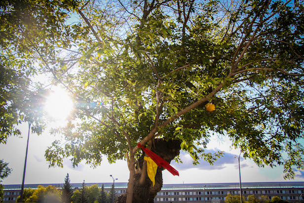 The sun shining behind the leaves of the Garneau Tree