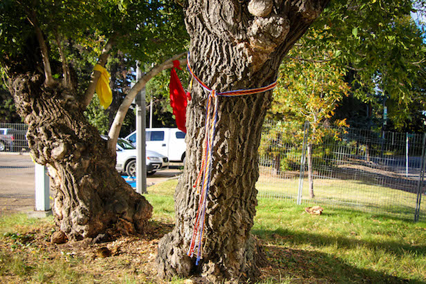 The twin trunks of the Garneau tree