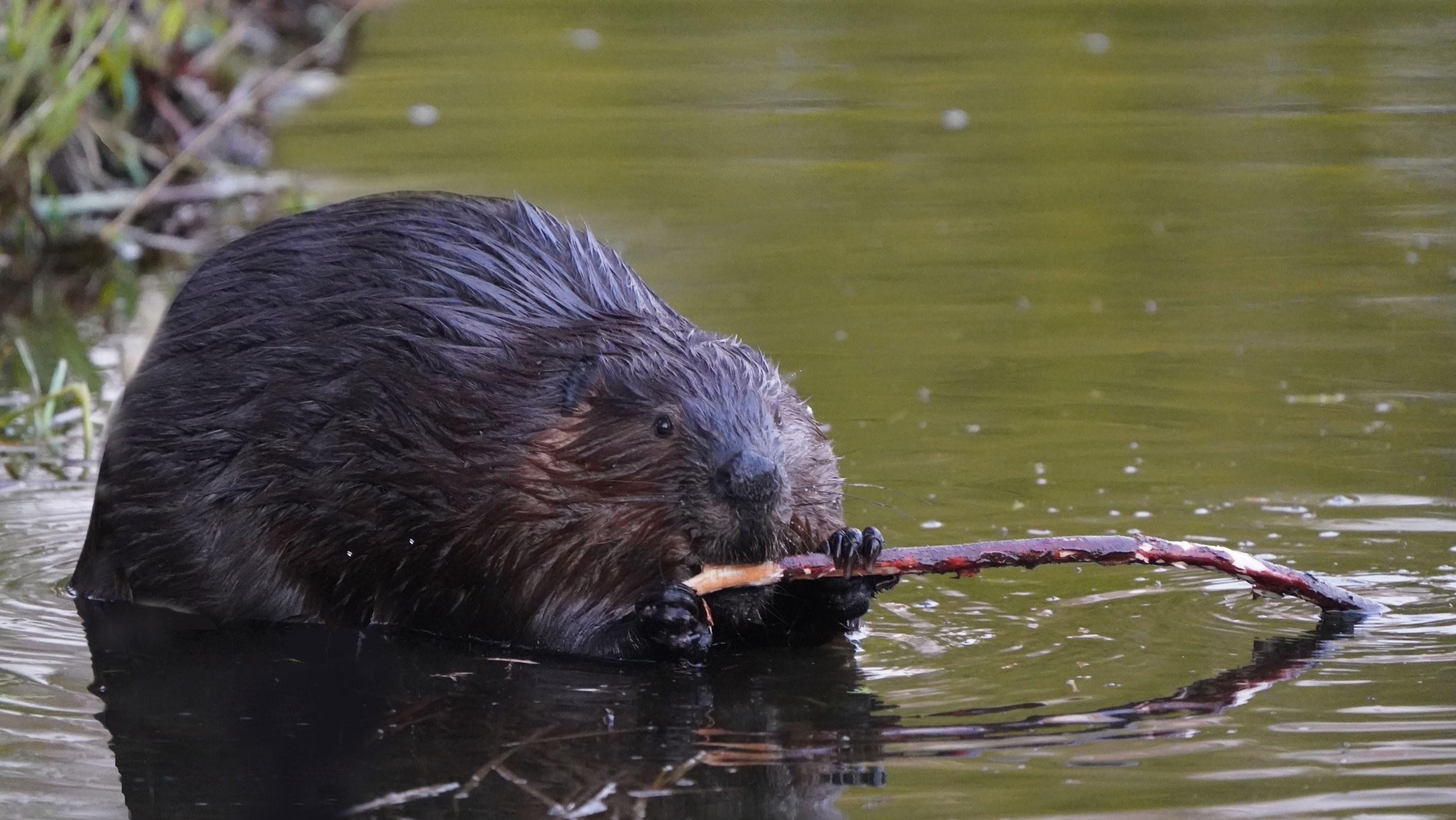 Beaver