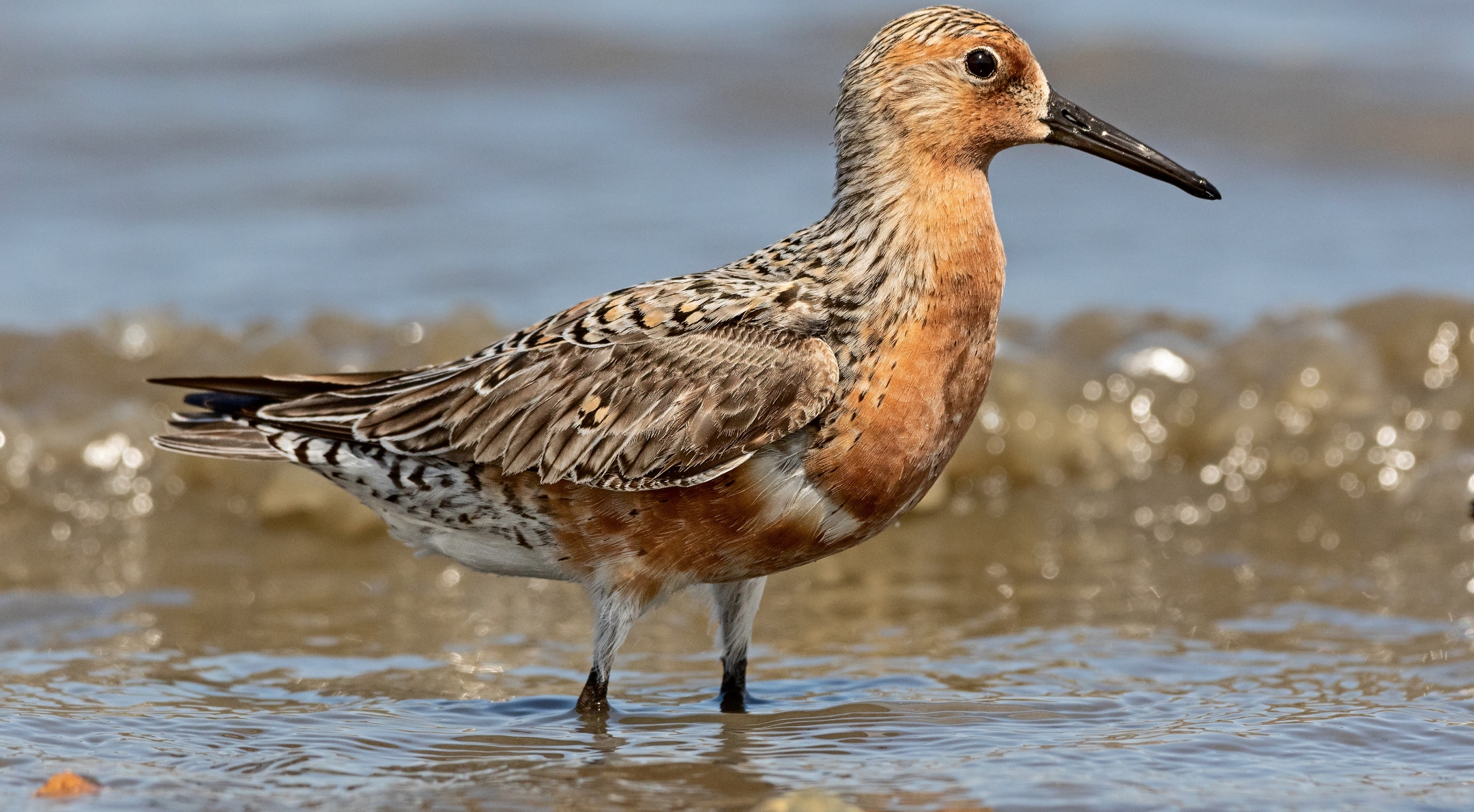 201105-birds-weight-red-knot-banner.jpg