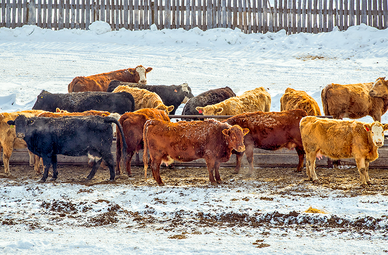 Stock photo of beef cattle, taken near Calgary, Alberta