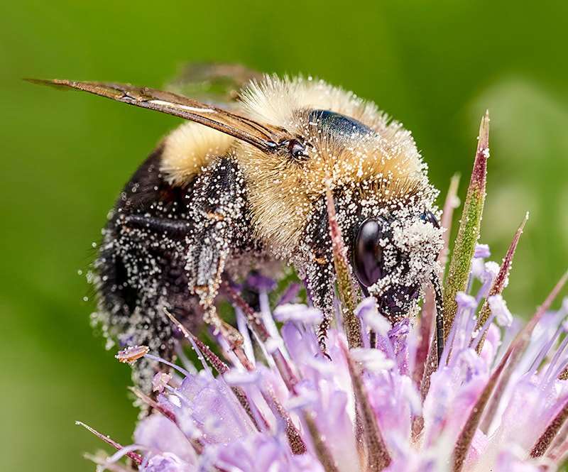 Six Facts About Pollinators You Won't Bee-lieve | New Trail