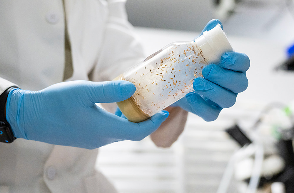 Hands in blue latex gloves holding a bottle of fruit flies