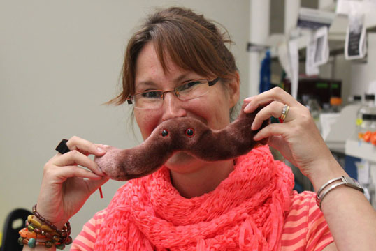 Christine Szymanski holds up fluffy model of bacteria.