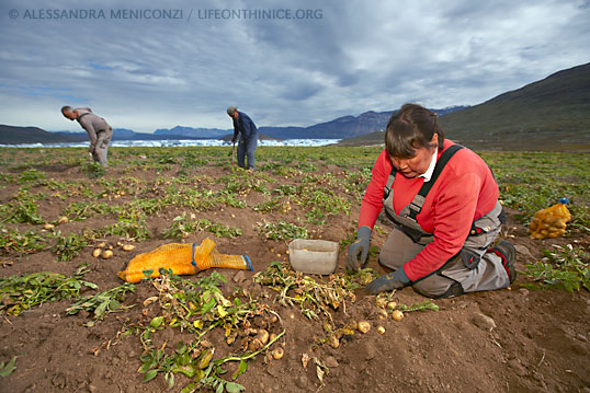 Farmers harvesting potatoes in Greenland