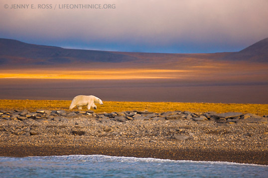 Polar bear hunting for seal in the arctic with no ice