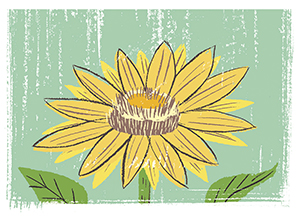 Sunflower illustration