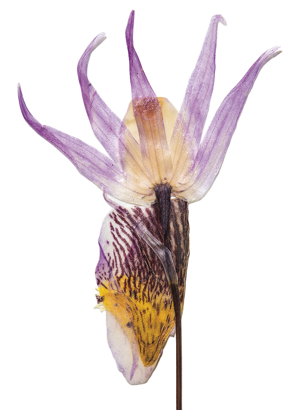 Calypso orchid at the Vascular Plant Herbarium