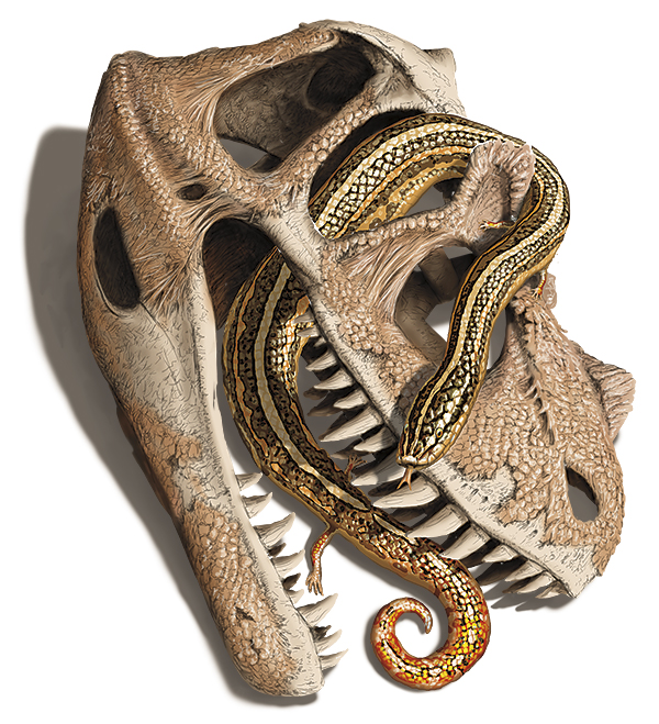 Lizard entwined in a dinosaur skull