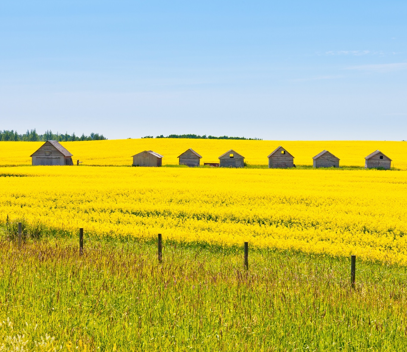 Canola field