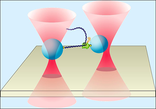 SMB Dumbbell assay; image supplied by Steven M. Block