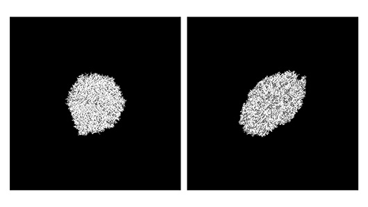 Rebekah Hall studied of the effect of magnetic fields on yeast colonies.