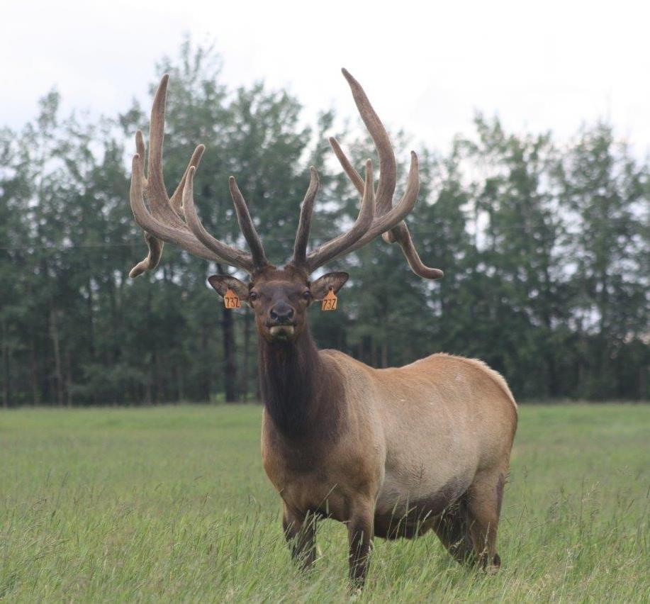 elk_cwd_rdar.jpg