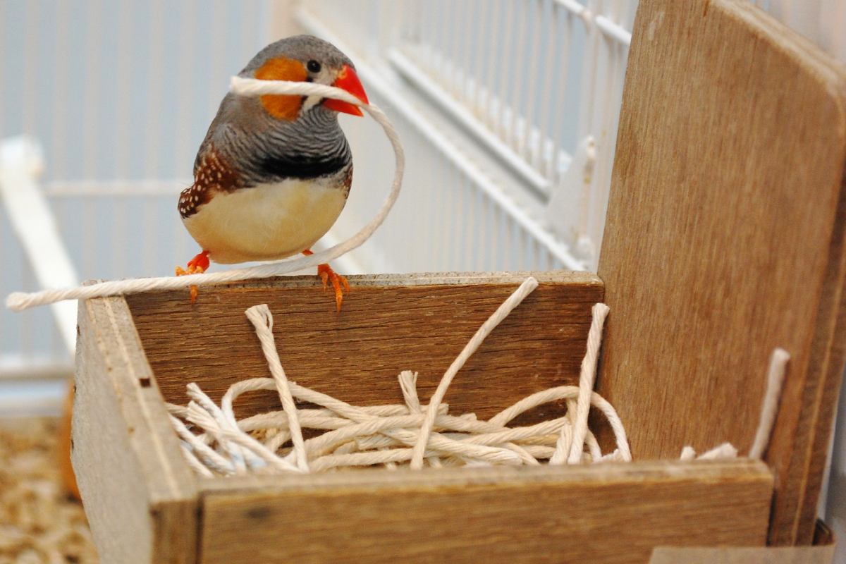 bird-nest-construction.jpg