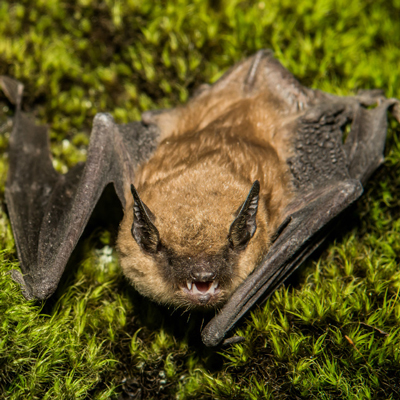 Photo of a bat.