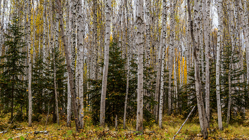 birch forest landscape with pine trees in the background