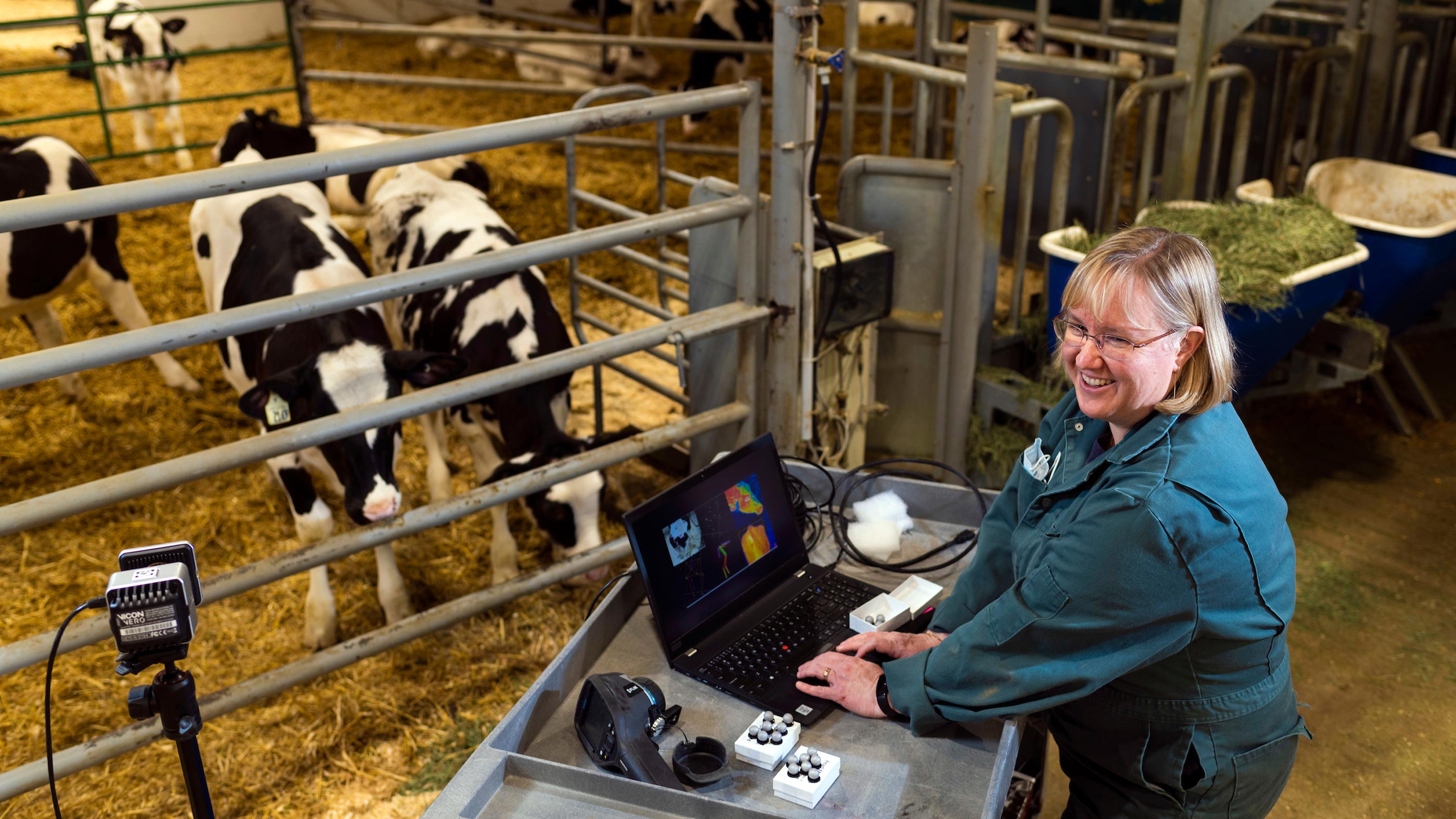 Researcher Clover Bench works at computer in a barn with cows