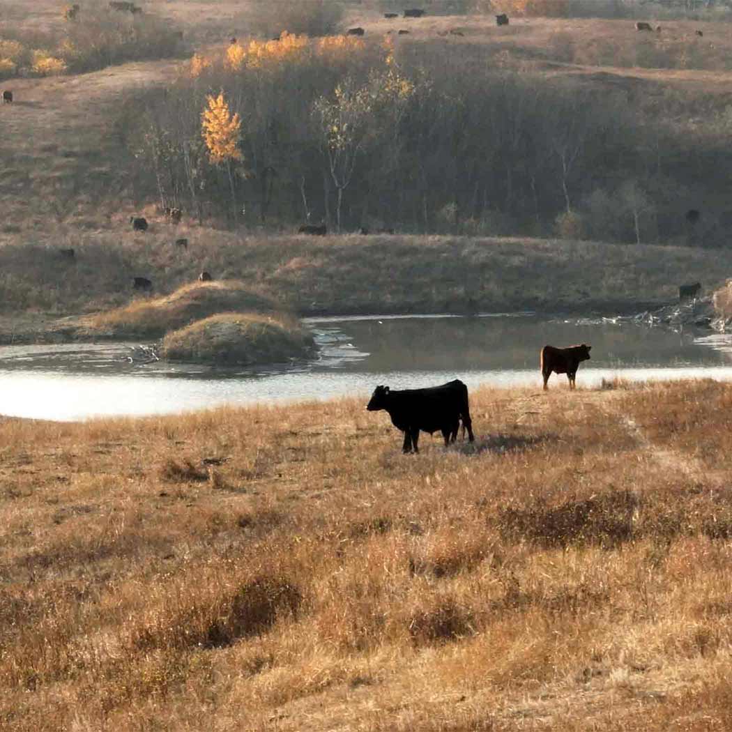 Cattle grazing in a field