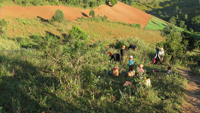 Photo showing a rural hillside with people harvesting something from the bushes