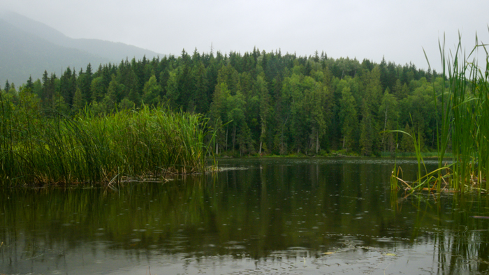 Landscape image of a wetland on a cloudy day with trees in the background